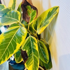 フィカスアルテシーマ　双極型 ゴムの木　の画像