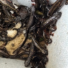 自家繁殖CB個体シリケンイモリ強金箔個体極上個体販売しますの画像