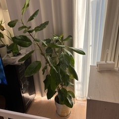 観葉植物　フィカス　アルテシマの画像