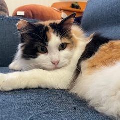 終生大切にしてくださる家族を探しています。