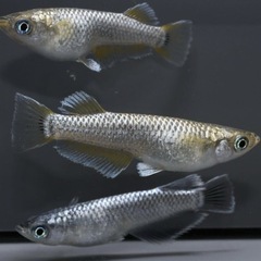 【極上】マーメイドブルー＆マーメイドパール 卵販売（5個＋α）の画像