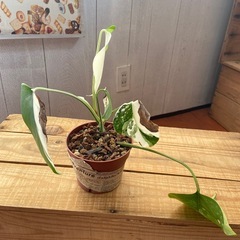 モンステラの画像