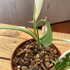 モンステラの画像