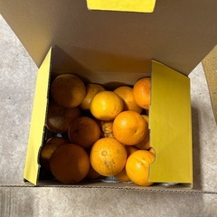 ♦️八朔　19個♦️の画像