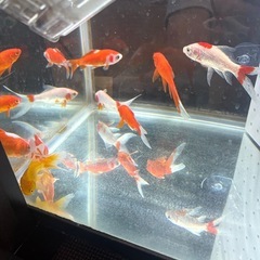 金魚　セットの画像