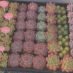 多肉植物、めだか販売 − 神奈川県