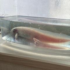 ウーパールーパーの画像