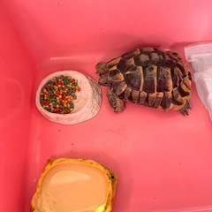 リクガメ飼育セット、バスキングライト、爬虫類保温球の画像