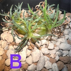 オーニソガラム　サルディエニー　ケープバルブ(A.B)の画像