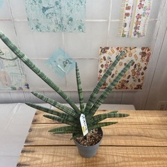 サンスベリアの画像