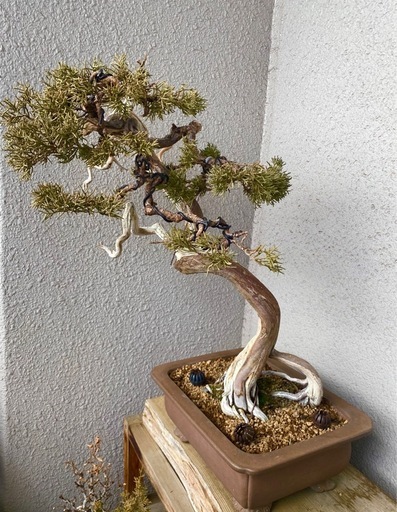 希少　真柏 山木 盆栽 樹高45cm