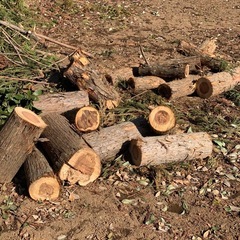 無料  杉  丸太切り    の画像