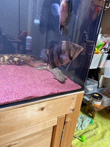 ダトニオ　リアルバンド