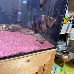 ダトニオ　リアルバンドの画像