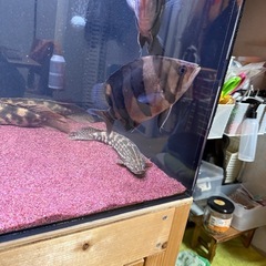 ダトニオ　リアルバンドの画像