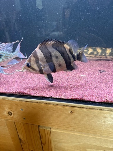 ダトニオ　リアルバンド