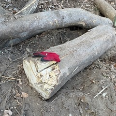 無料で！伐採した樹木◇薪ストーブに◇広葉樹◇丸太◇差し上げます②の画像