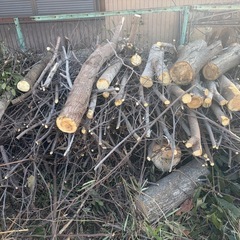 木材、幹、枝等の画像