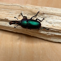 パプキンペア　マジョーラ血統　　の画像