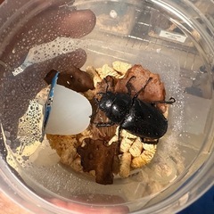 ギラファノコギリクワガタ　フローレス　④の画像