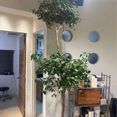 値段交渉検討【特大250cm】フィカス・ベンジャミンの画像