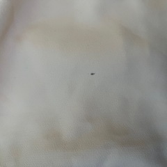 新品スカートの画像