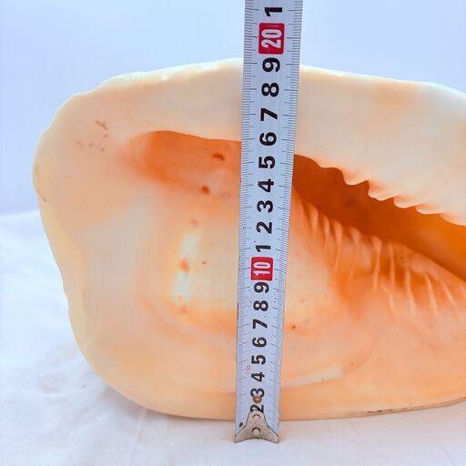 ❗️✨希少サイズ✨❗️】トウカムリガイ 大型貝殻 約30cm✨簡易清掃済
