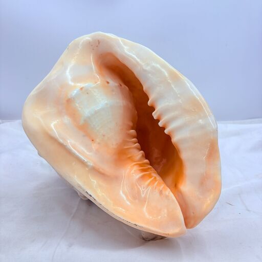 ❗️✨希少サイズ✨❗️】トウカムリガイ 大型貝殻 約30cm✨簡易清掃済