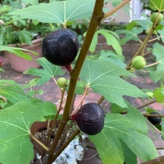 無農薬栽培いちじく　ロンドボルドーのさし木用穂木11本の画像