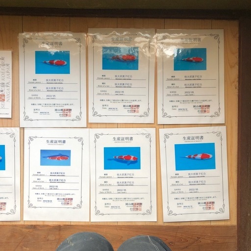 錦鯉12匹(岡山桃太郎錦鯉、関口養鯉場、など)