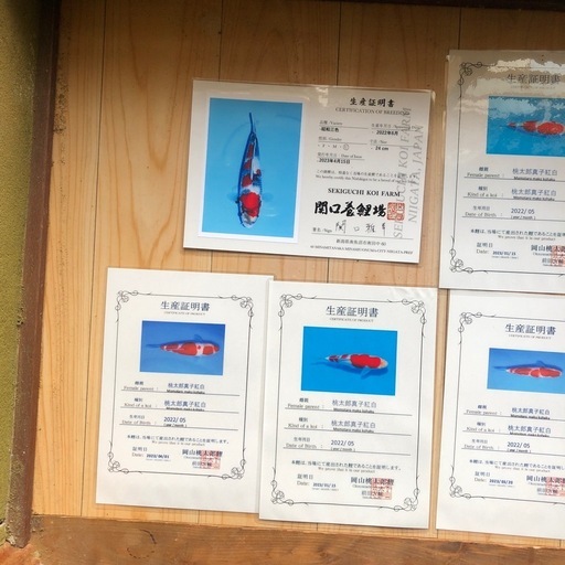 錦鯉12匹(岡山桃太郎錦鯉、関口養鯉場、など)