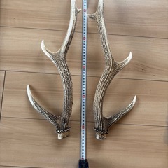 鹿の角（ペア一対）の画像