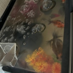 金魚10匹付き 水槽セット 譲りますの画像