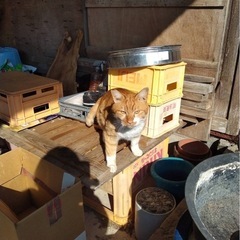 3匹の野良猫ちゃんの里親様を探しています！