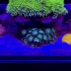 【発送できません】ボタンポリプ 美シルエット 11cmぐらい Lサイズ マメスナギンチャク サンゴ ソフトコーラル の画像