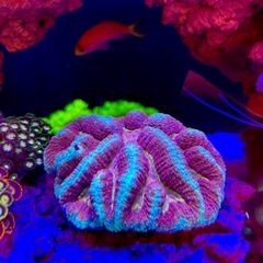 【発送できません】ロボフィリア ハナガタサンゴ 8cmぐらい ふっくらしてますの画像