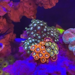 【発送できません】マメスナ 高発色 2個セット 7cmと4cmぐらい ラスタ マメスナギンチャク サンゴ ソフトコーラル の画像