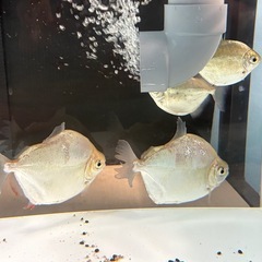 メチニス　2匹セットの画像