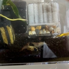 ビーシュリンプ ブルーシュリンプ 水槽 セットの画像