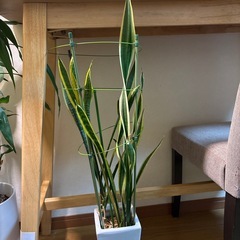 サンスベリアの画像