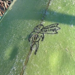 サーフボードを使うの画像