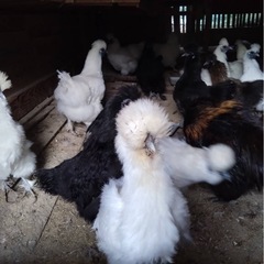 烏骨鶏（うこっけい）無料でお譲りします／1羽からOKの画像