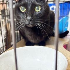 里親さん探しています。推定4歳真っ黒な男の子　去勢済み