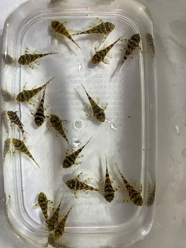 キンペコの稚魚(17匹)