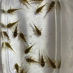 キンペコの稚魚(18匹)の画像