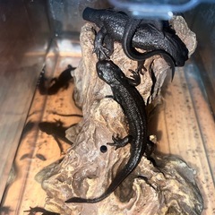 イモリ 飼育ケースの画像