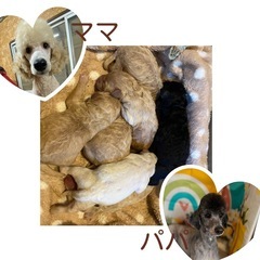 プードル(ミニチュア〜ミディアムサイズ)販売