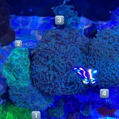 サンゴ　海水魚の画像