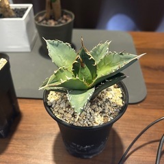 アガベ　実生　3株の画像