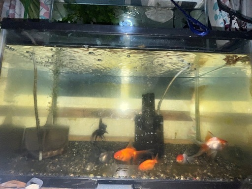 3月7日まで5000円!!水槽と金魚セット